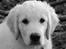 Golden retriever Grejsdalens Xavier (Gizmo - Mig 12 uger..