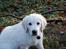 Golden retriever Grejsdalens Xavier (Gizmo - Ser jeg ikke nuttet ud??