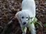 Golden retriever Grejsdalens Xavier (Gizmo - gnaske gnaske..