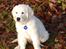 Golden retriever Grejsdalens Xavier (Gizmo - Mig i fuld solskin:-)