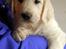 Golden retriever Grejsdalens Xavier (Gizmo - Mig på fars arm, 7 uger.