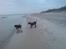 Riesenschnauzer Yapyards me and Sarah Jan