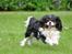 Cavalier king charles spaniel - Bobby - Meget pels har han :)