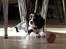 Cavalier king charles spaniel - Bobby - Ser liiidt doven ud .. :p .. (d.13/2-09) Fotograf: Sarah (mig)