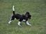 Cavalier king charles spaniel - Bobby - d. 16/3-09 I fuldfart med ører og hale rejst .. =)