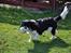 Cavalier king charles spaniel - Bobby - Her ser man lidt dum ud med en bold i munden. :p :D