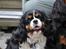 Cavalier king charles spaniel - Bobby - Ude i haven (d. 21/5-09)