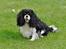 Cavalier king charles spaniel - Bobby - hmm.. 