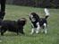 Cavalier king charles spaniel - Bobby - d. 16/3-09 Yes! Jeg fik pinden xD