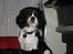 Cavalier king charles spaniel - Bobby - d. 1. februar -09 Bobby ... :)