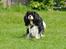 Cavalier king charles spaniel - Bobby - .... 