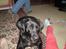 Labrador retriever cherri - øv far smutter forbi når mor tager billeder