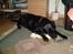 Labrador retriever cherri - wov et stort ben 