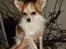 Chihuahua Charlie (R.I.P) - Charlie <3 :)