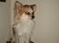 Chihuahua Charlie (R.I.P)