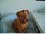 Dogue de bordeaux Den røde tønde, Rosita. R.I.P. - Jeg har ikke gjort noget - og jeg har da SLET IKKE gravet i haven..... Ville du forresten ikke have en sortmaske ??