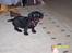Blanding af racer Labrador/Gravhund  COCO.  R:I:P:     lille skat    - Min kalendergave.. 