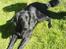 Flat coated retriever Smilla R.I.P <3..