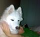 Samojedhund Teis
