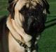 Bullmastiff Gorm
