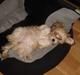Bichon havanais silke:*