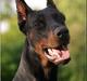 Dobermann Miko di Altobello