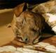 Amerikansk bulldog ****Donna**** himmelhund