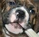 Olde english bulldogge Sally 