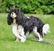 Cavalier king charles spaniel - Bobby