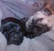 Mops Sydney