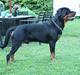 Rottweiler Balder