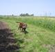 Labrador retriever Linka