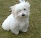Coton de tulear Freja