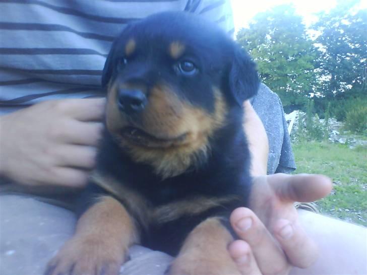 Rottweiler Aslan - Aslan 5uqer ´ nuttet ! billede 13