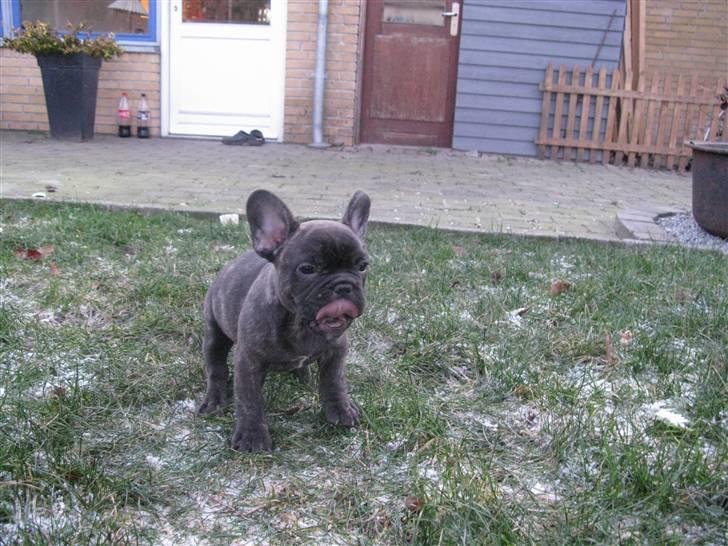 Fransk bulldog lacomes åbjørn billede 4