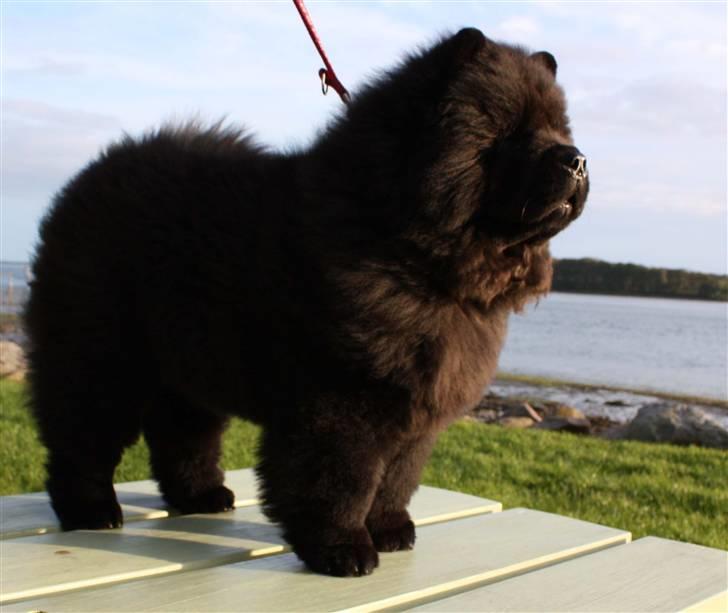 Chow chow Dai Lan Zung Tzung Le - Diva 4 mdr. gammel billede 7