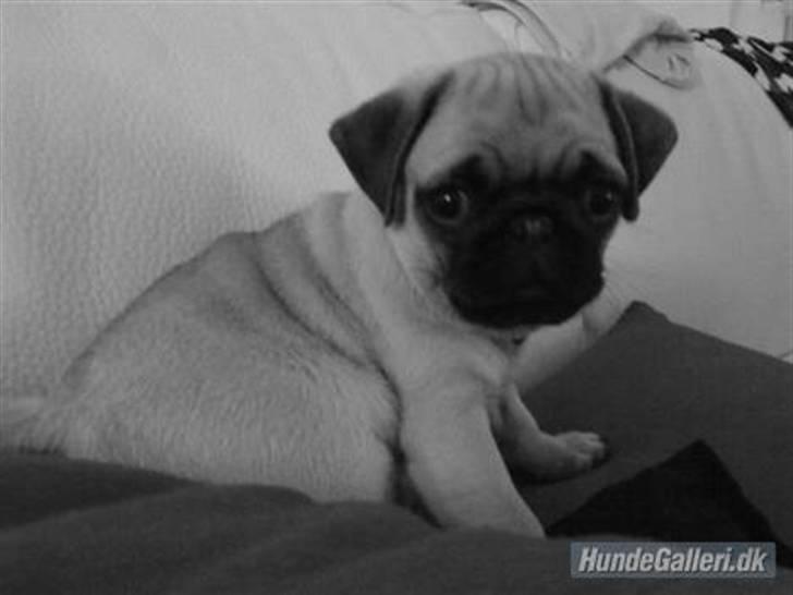 Mops Samson billede 19