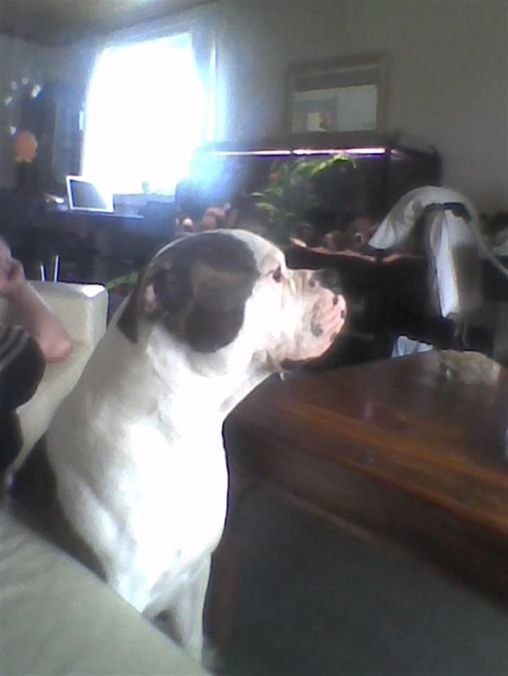 Amerikansk bulldog Zako aKa Underbid - Han sidder altid og holder vagt ved hans far når han sover :-) billede 12