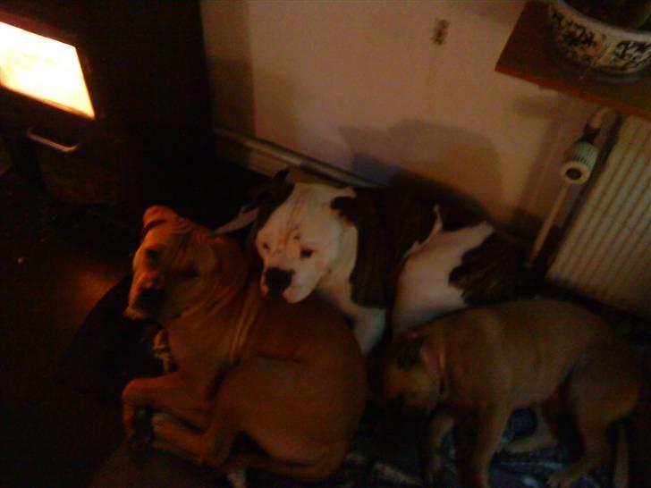 Amerikansk bulldog Zako aKa Underbid billede 13