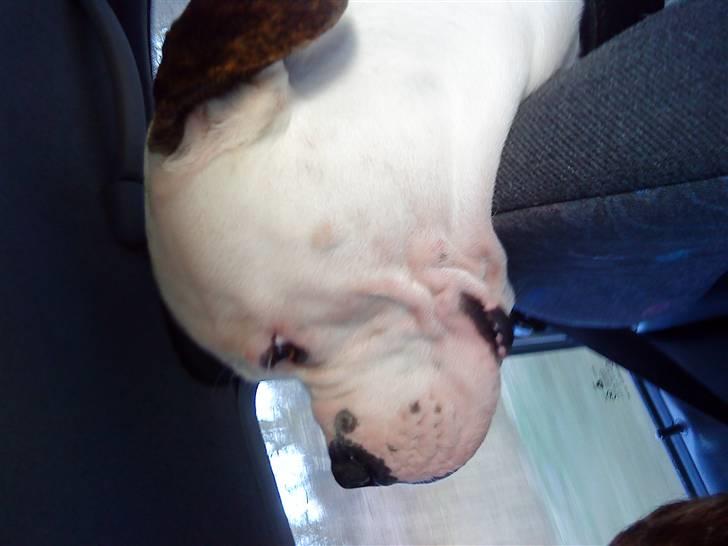 Amerikansk bulldog Zako aKa Underbid - Hovede støtte :o) billede 14