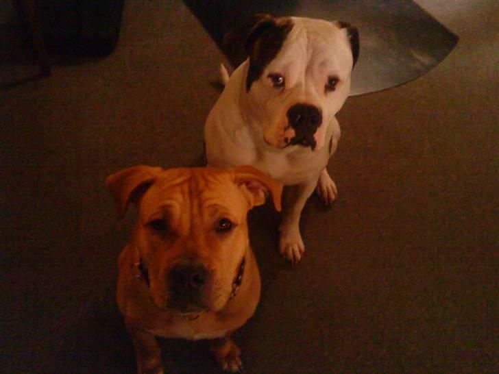 Amerikansk bulldog Zako aKa Underbid billede 15