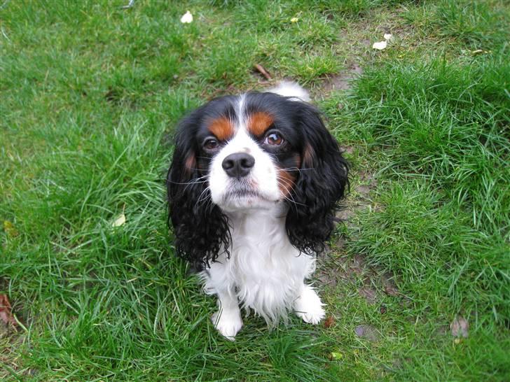 Cavalier king charles spaniel | Pondus - # Billede 1 billede 1