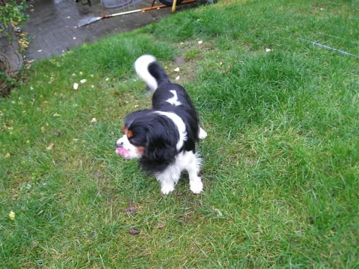 Cavalier king charles spaniel | Pondus - # Billede 2 billede 2