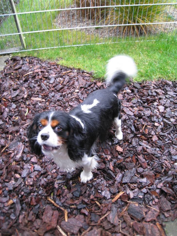 Cavalier king charles spaniel | Pondus - # Billede 3 billede 3