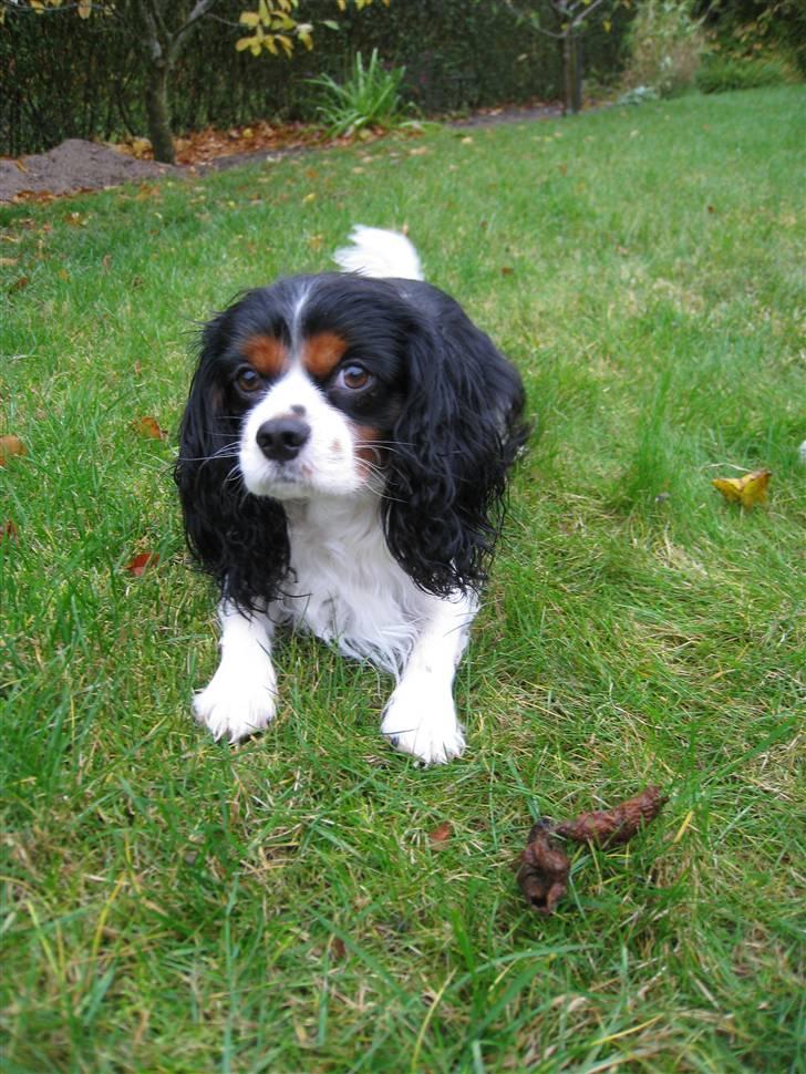 Cavalier king charles spaniel | Pondus - # Billede 4 billede 4