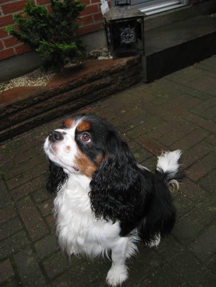 Cavalier king charles spaniel | Pondus - # Billede 5 billede 5