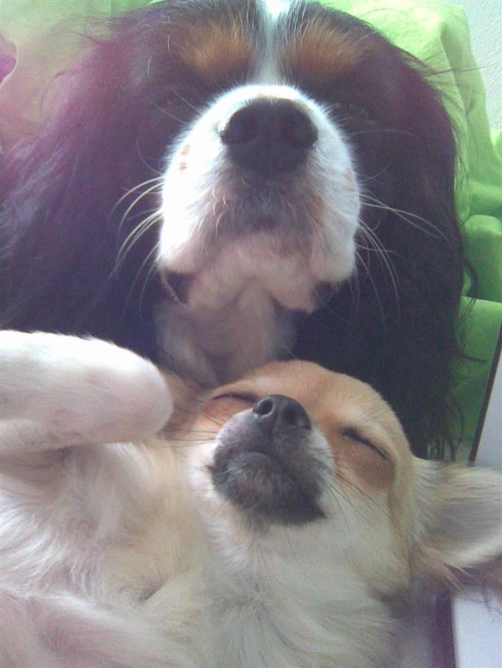 Cavalier king charles spaniel | Pondus - # Billede 6 billede 6