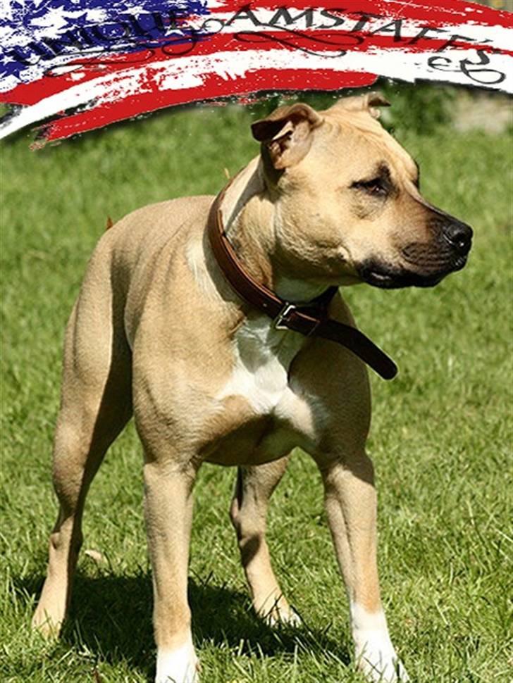 Amerikansk staffordshire terrier *UniQue* <3 Himmelhund <3 - hejsa, det her er så mig.  jeg er rigtigt døbt True Staff´s Roll Royce, men far & mor kalder mig UniQue billede 2