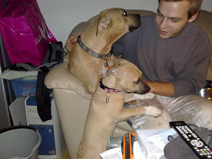 Amerikansk staffordshire terrier *UniQue* <3 Himmelhund <3 - Her hilser jeg på storesøster Gucci & Andreas billede 3