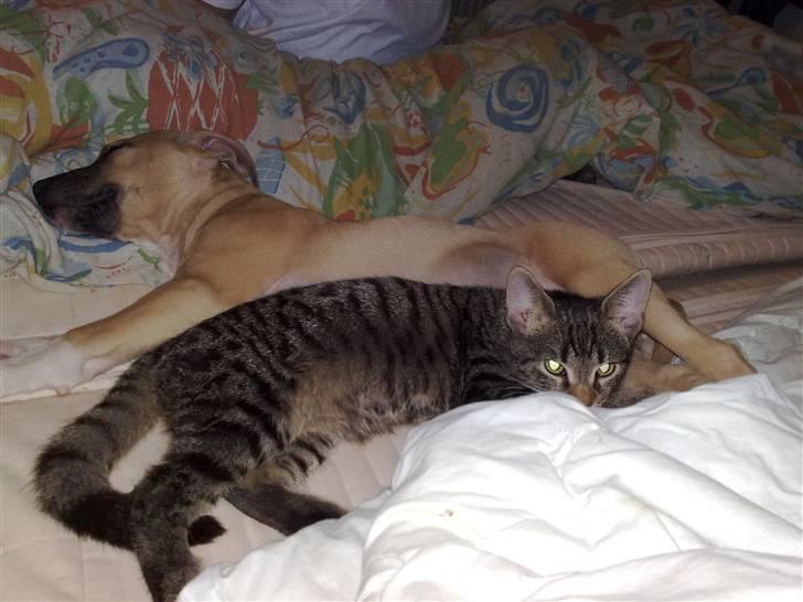 Amerikansk staffordshire terrier *UniQue* <3 Himmelhund <3 - killingen Tyson og jeg ligger og samler krudt efter at have leget rigtigt fint sammen billede 4